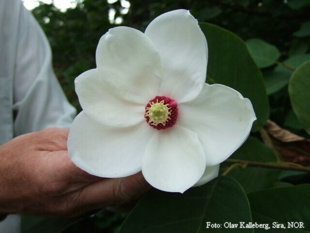 Magnolia 'Pride of Norway' - 300cm - Leittrieb - blühreif - Einzelstück!