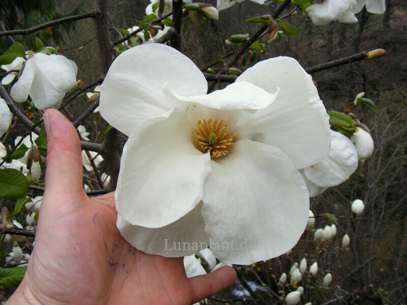 Magnolia kobus 'Pseudokobus' - 130/150cm - Leittrieb - blühreif
