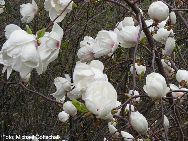 Magnolia 'Purple Eye' - 160/180cm - Leittrieb - freie Stammhöhe 60cm -   blühreif - Einzelstück!