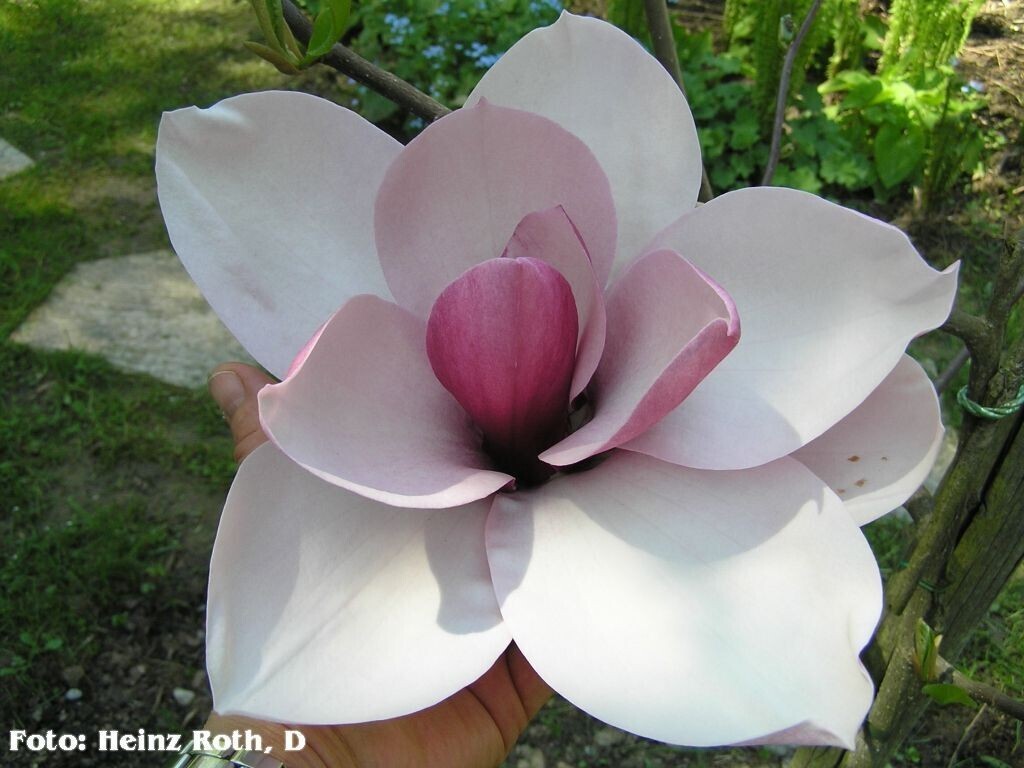 Magnolia &#39;Purple Globe&#39; - 130cm