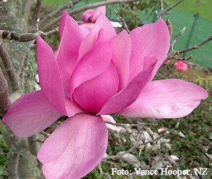 Magnolia 'Ruth' -  70/90cm - Stammbusch