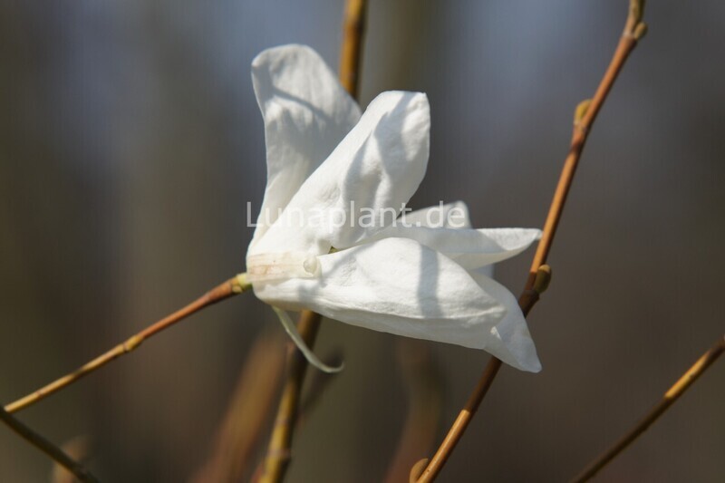 Magnolia salicifolia - 150cm - Leittrieb