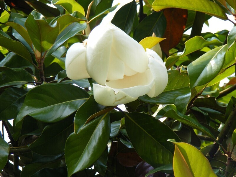 Magnolia grandiflora 'Samuel Summer' - 50/75cm - Veredlung - Leittrieb - nur 2x!