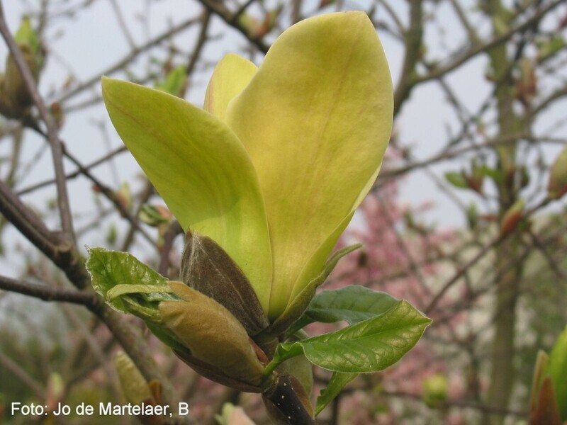 Magnolia 'Stellar Acclaim' - 160/180cm - Veredlung - Leittrieb - blühreif