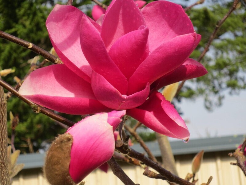 Magnolia 'Strawberry Fields' - 120/140cm - Veredlung - Leittrieb - nur kleine Stückzahl!