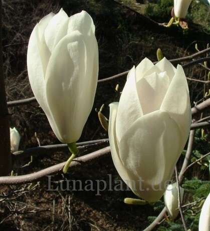 Magnolia &#39;Sweet Sixteen&#39; - 200/225cm - freier Stamm 110cm