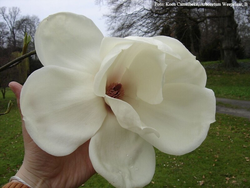Magnolia 'Sybille' -100/125cm - Leittrieb