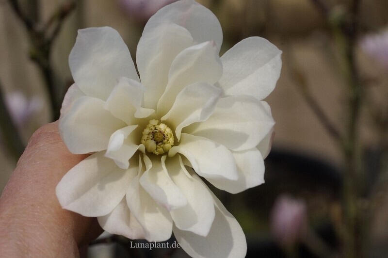 Magnolia 'Two Stones' - 140cm - Leittrieb - Einzelstück!