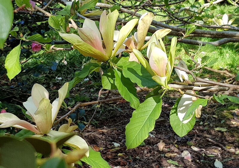 Magnolia 'Tropicana' - 230cm - Leittrieb - freie Stammhöhe 80cm - Einzelstück!