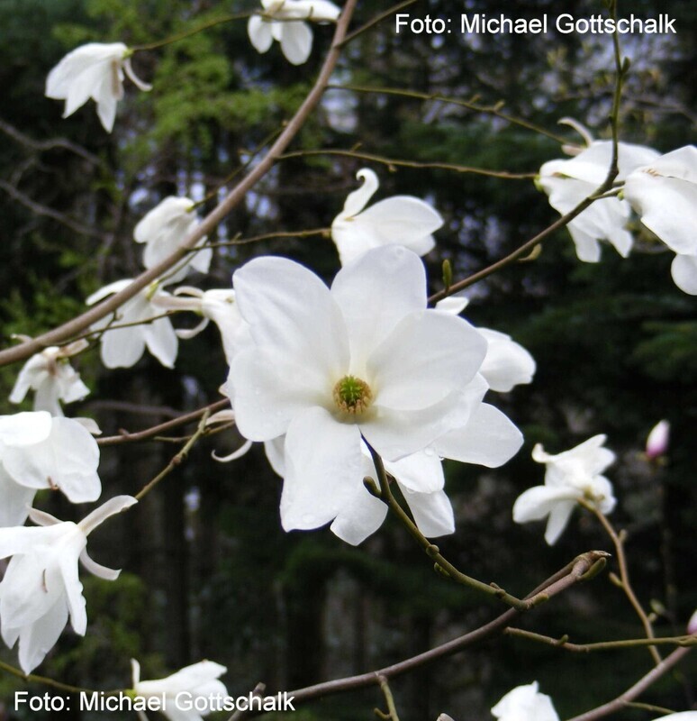 Magnolia salicifolia 'Van Veen' - 50/75 - Veredlung - Leittrieb