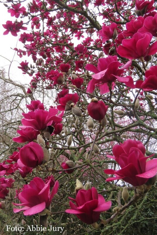 Magnolia 'Vulcan' - 100/125cm - Veredlung - Leittrieb