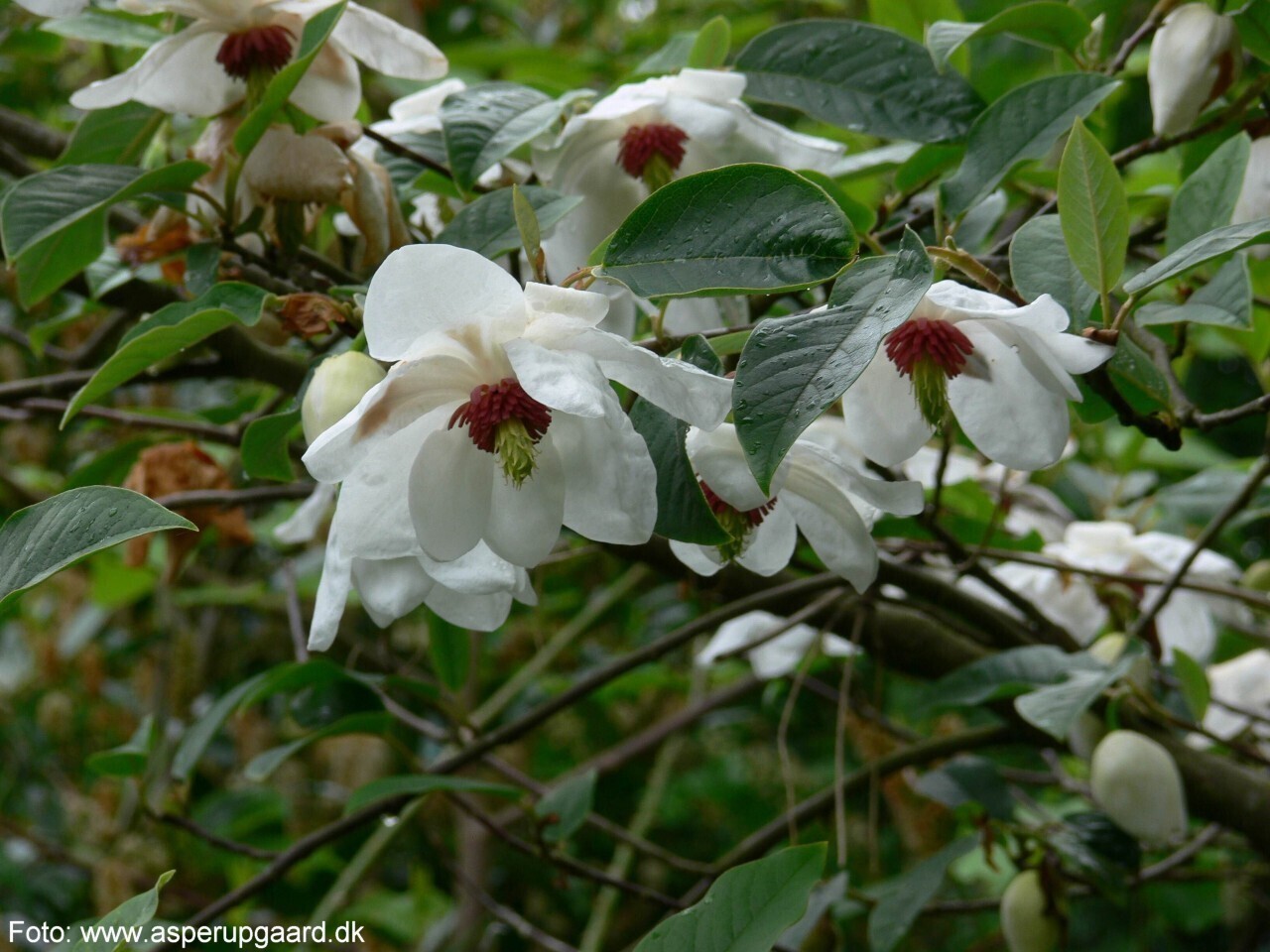 Magnolia wilsonii