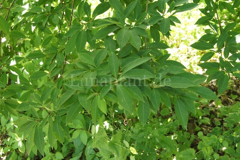 Magnolia salicifolia 'Windsor Beauty' - 140cm - Leittrieb
