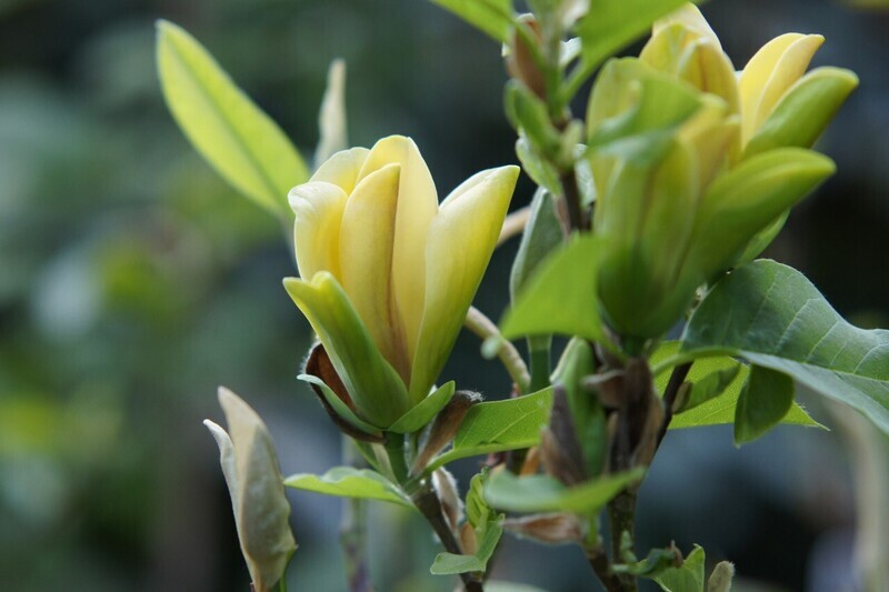 Magnolia 'Yellow Sea' - 200cm - Leittrieb - blühreif