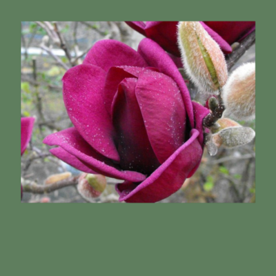 Magnolien für kleine Gärten