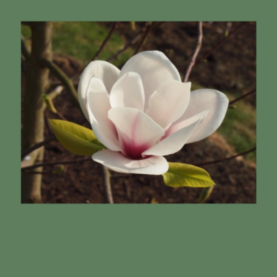 Magnolien mit später Blütezeit - Frühling