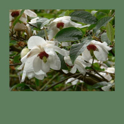 Magnolien für halbschattige Standorte