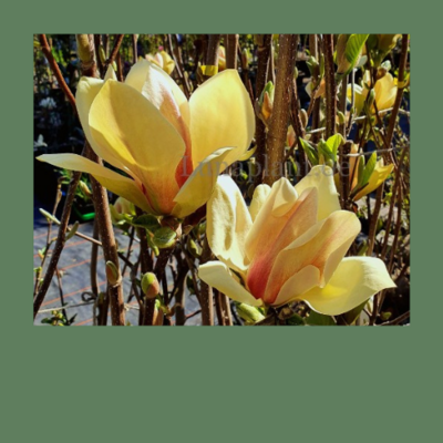 Magnolien nach Blütenfarben sortiert