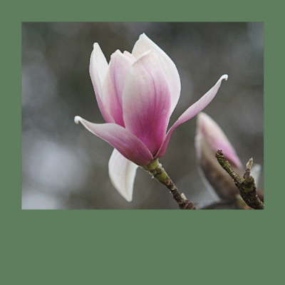 Magnolien mit intensivem Duft