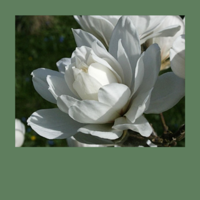 Magnolien mit gefüllten Blüten