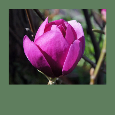 Remontierende (2x blühende) Magnolien