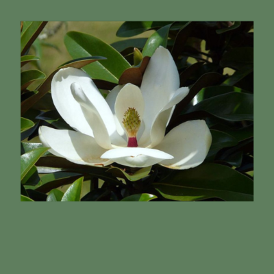 Immergrüne Magnolien