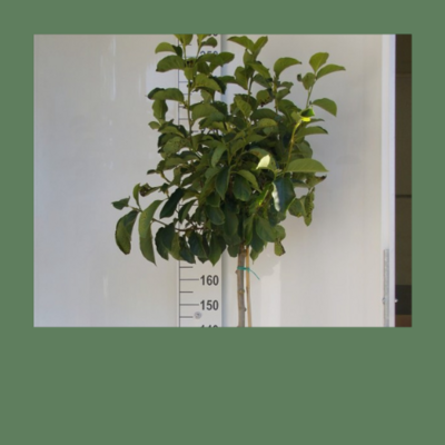 Magnolien mit freier Stammhöhe