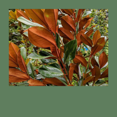 Magnolien mit auffälliger Belaubung