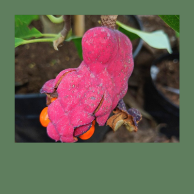 Magnolien mit Fruchtschmuck (Herbst)