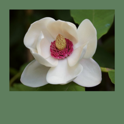 Sommerblühende Magnolien