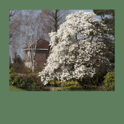 Magnolien mit 'Hausbaum-Potenzial'
