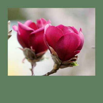 Magnolienhybriden nach Züchtern