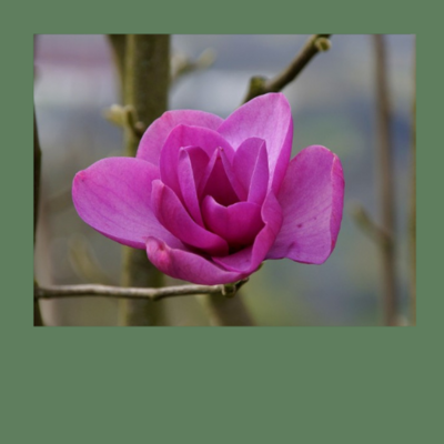 Lunaplant-Züchtungen und -Selektionen