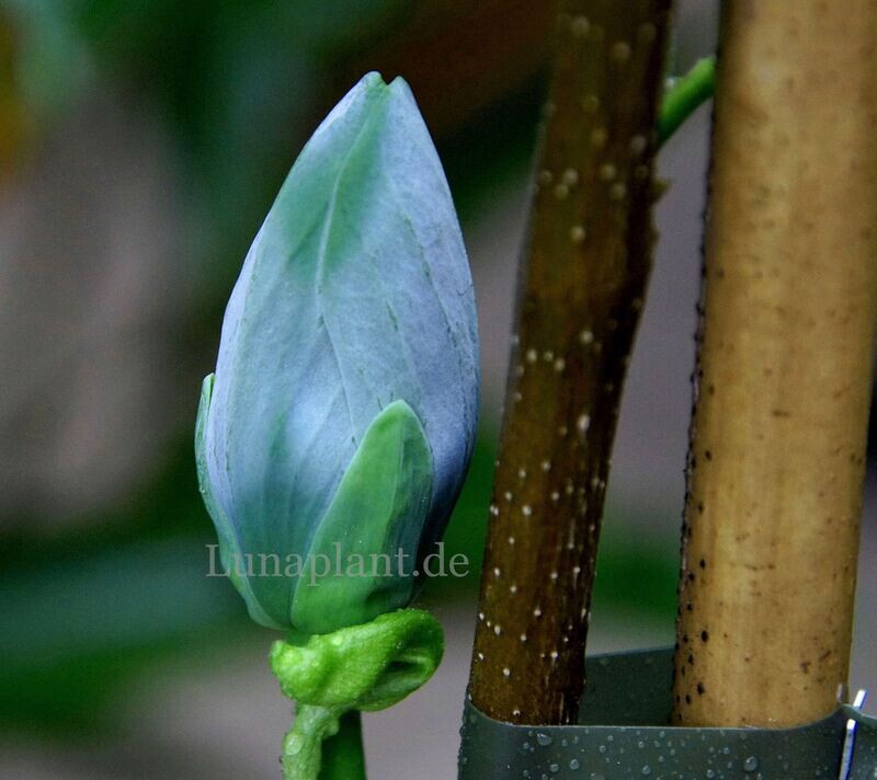 Magnolia acum. 'Blue Opal' - 100/125cm - Leittrieb