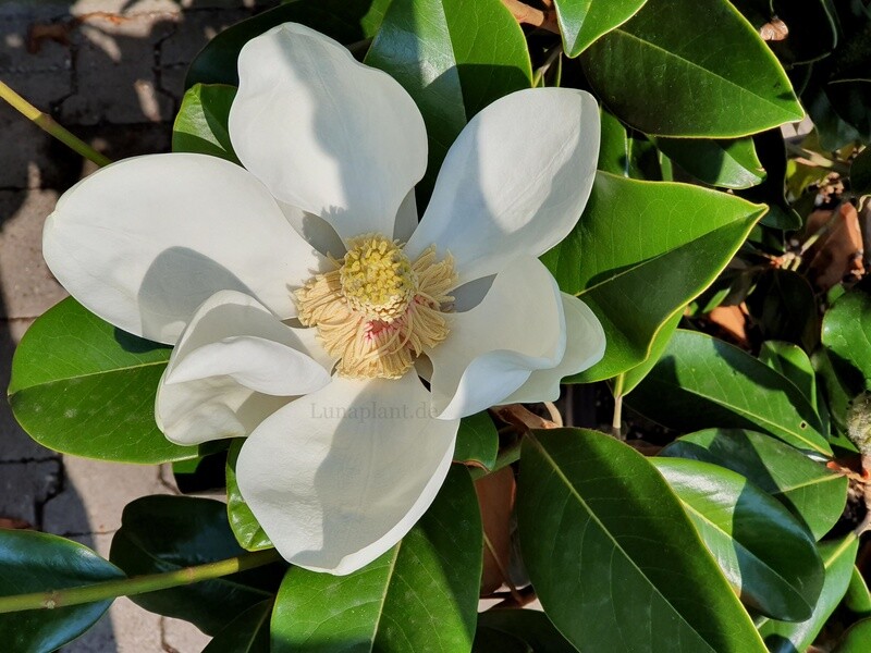 Magnolia grandiflora '24 Below' -  100/125cm - Leittrieb
