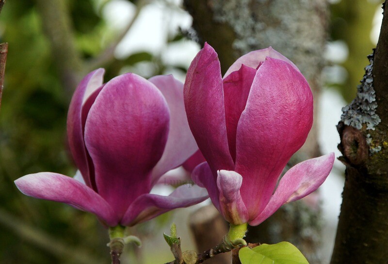 Magnolia 'Joe McDaniel' - 240cm - Leittrieb -freie Stammhöhe 100cm - blühreif - Einzelstück!
