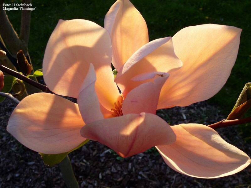 Magnolia 'Flamingo' - 120/140cm - Stammbusch - extra kräftig - Einzelstück!