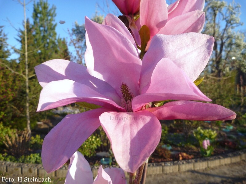 Magnolia 'Blushing Belle' -  180/200cm - Leittrieb - blühreif - Einzelstück!