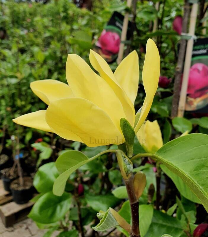 Magnolia 'Daphne' - 200cm - Stämmchen mit mehriebiger Krone - blühreif - Einzelstück!