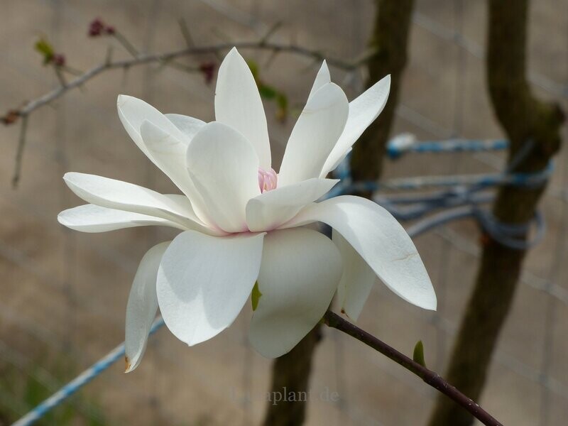 Magnolia 'Joli Pompon' - 240 cm - Leittrieb - blühreif - Einzelstück!