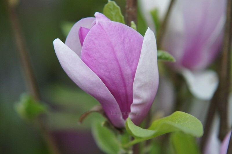 Magnolia xsoul. 'Lavender Princess' - 200cm - Leittrieb - blühreif