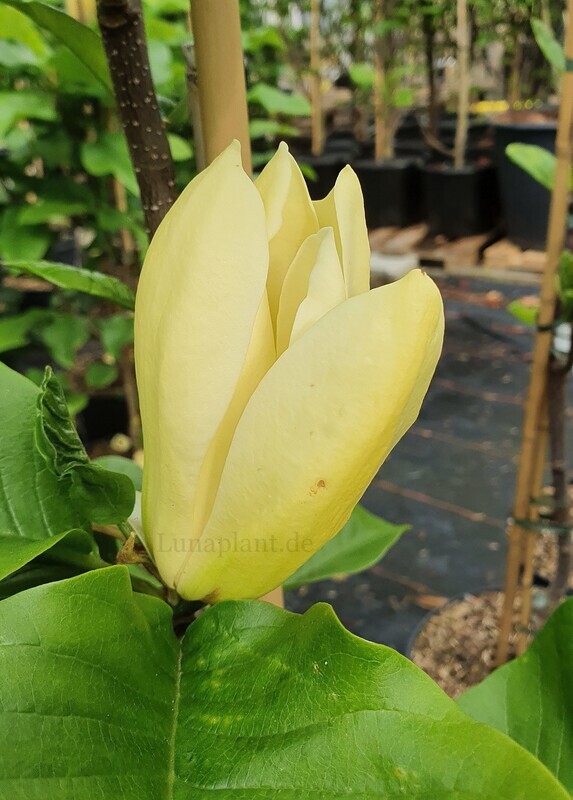 Magnolia 'Sun Spire' - 100/125cm - Leittrieb - freie Stammhöhe 70cm, blühreif - Einzelstück!