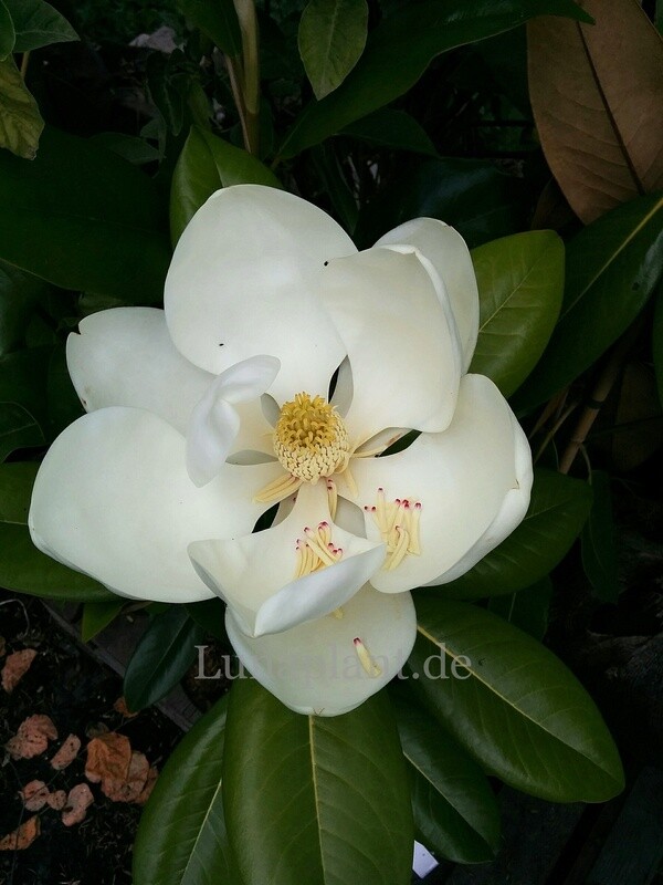 Magnolia grandiflora 'Saint George'  - 125/150cm - Leittrieb