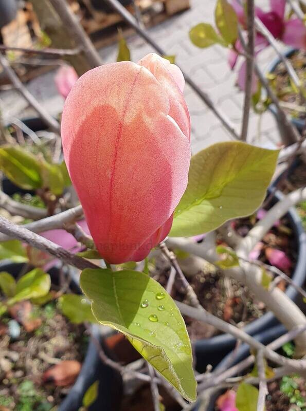 Magnolia 'Savage Splendor' - 160/180cm - Leittrieb - blühreif - Einzelstück!