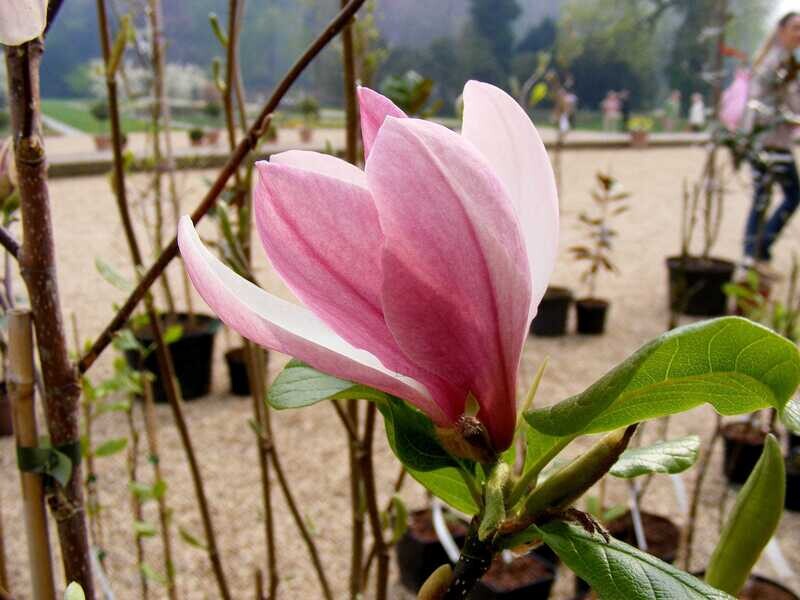 Magnolia xsoul. 'Dorsopurpurea' - 160/180 - Leittrieb - blühreif - Einzelstück!
