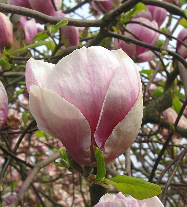 Magnolia xsoul. 'Grace McDade' - 150cm - Leittrieb - blühreif- Einzelstück!