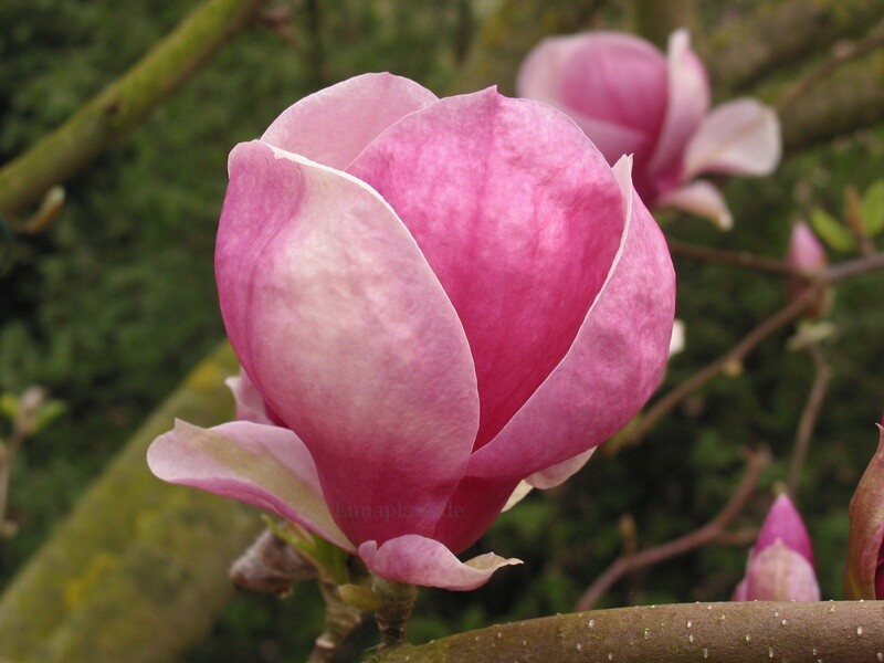 Magnolia xsoul. 'Rustica Rubra'  -  140cm - Stammbusch - blühreif