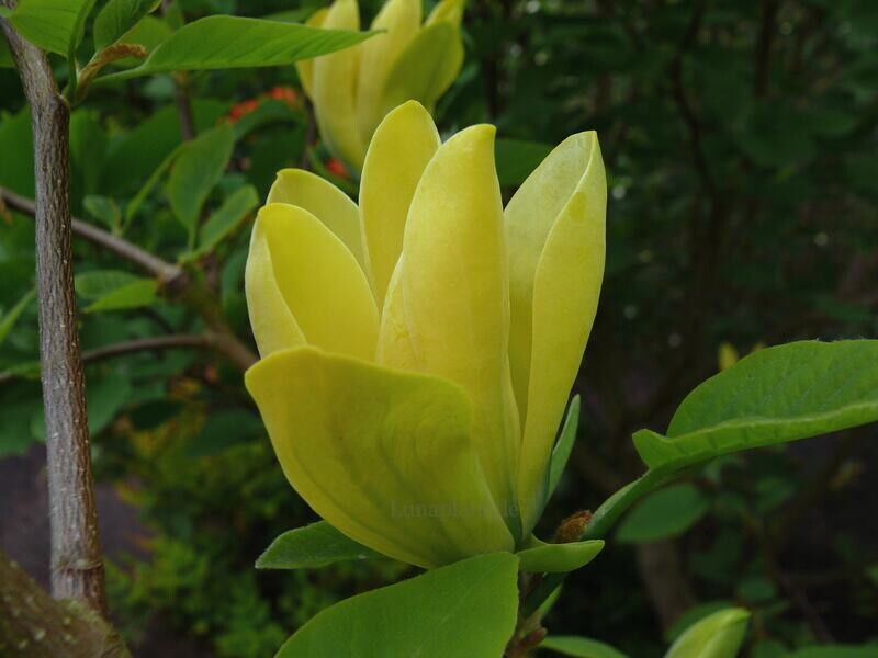 Magnolia acuminata 'Koban Dori' - 50/75cm - Leittrieb