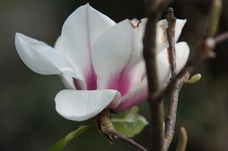 Magnolia 'Pickard's Opal' - 120cm - Leittrieb - blühreif - Einzelstück!
