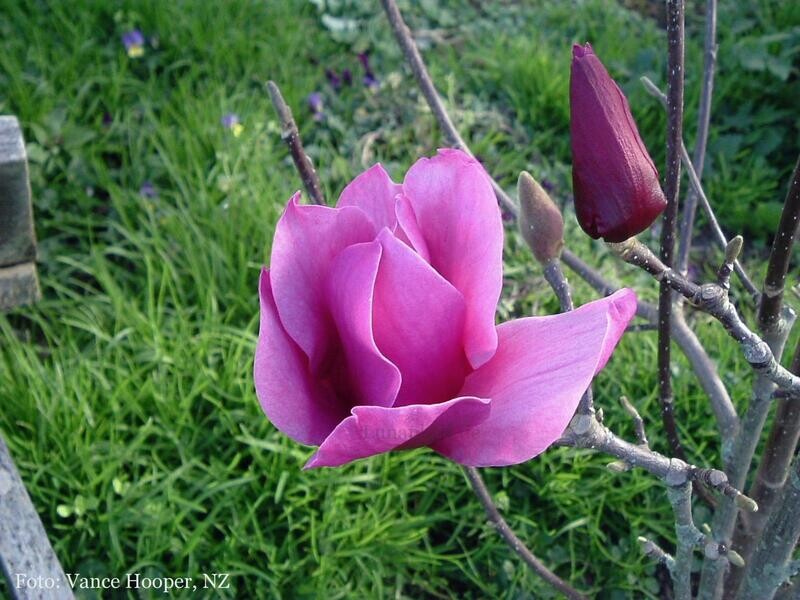 Magnolia 'Amethyst Flame' - 150cm - Leittrieb - Einzelstück!